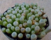 2 Succulent plants - Baby Toes, Fenestria Rhopalophylla, large 4 inch pot