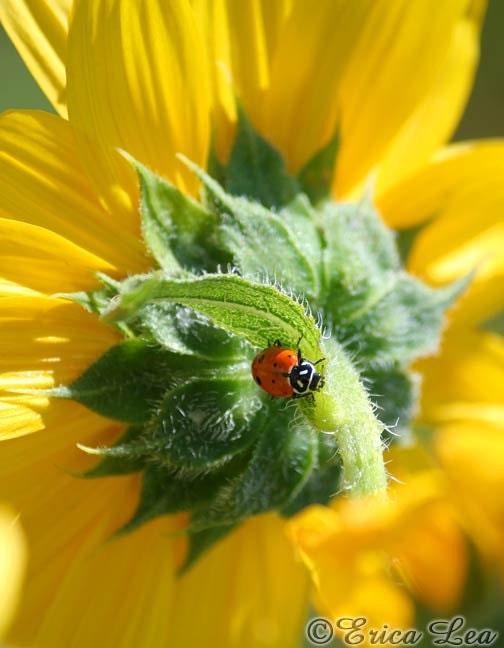 Ladybug Photo, nature photography, picture of a lady bug on yellow sunflower, rustic wall art, 5x7 print