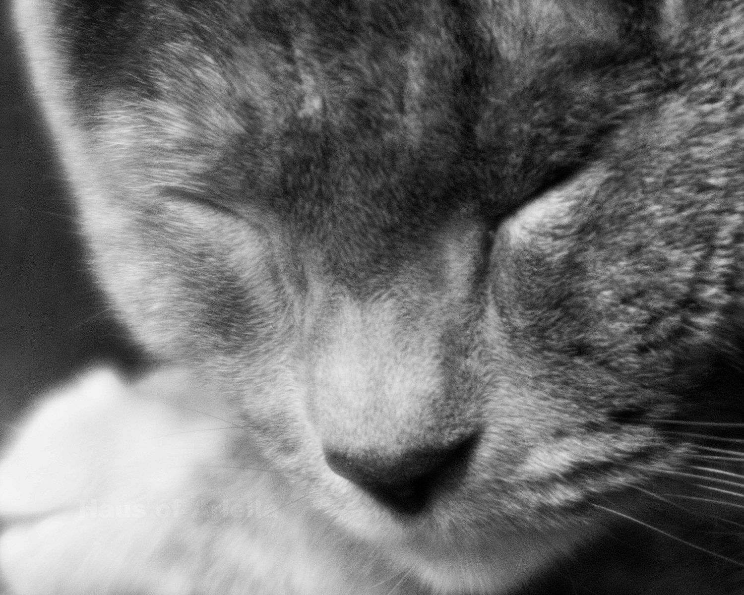 Cat Art Print, Black and White Animal Photography, Calico Photo, 8x10 Photograph, Tortoiseshell Cat - HausofAriella