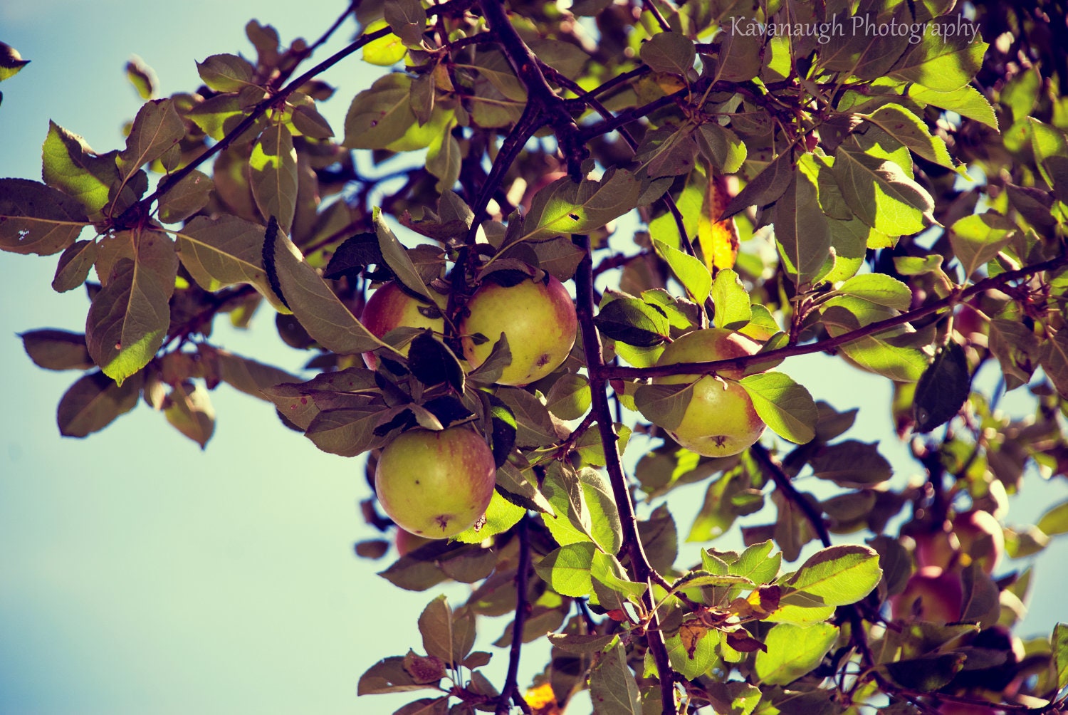 Fall Apple Tree Photograph