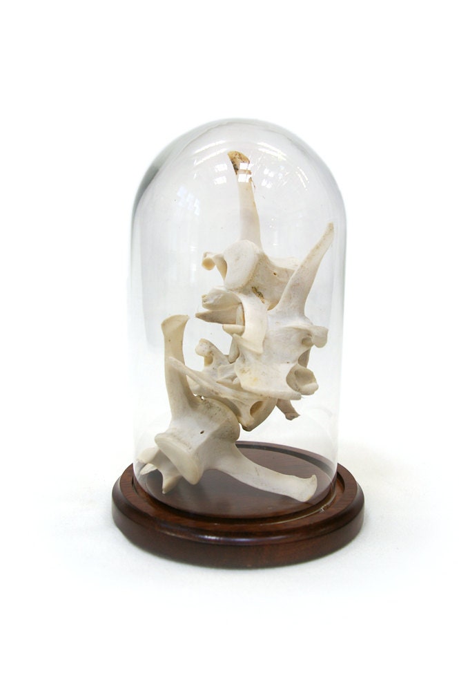 vintage vertebrae