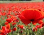 1/4 LB Red Corn Poppy, Reseeds Itself Every Year, Perfect for Weddings, Over a Million Seeds