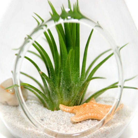 Buy unique gifts - Teardrop Air Plant Beach Terrariums - Set of Three- Unique Gifts