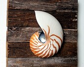 Beach Decor on Driftwood Panel for Coastal Decor. Nautilus