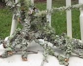 Large Lichen Branches, Lichen  Moss,  Woodland Wedding Supply,  Lichen Sticks, Natural Moss and Lichen