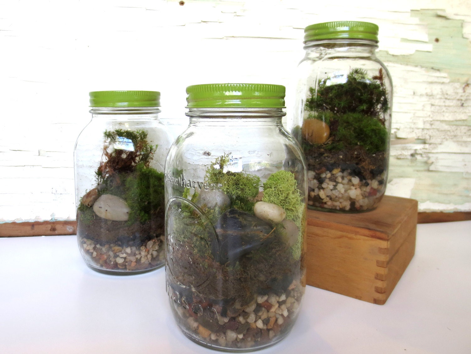 A Little Bit of Home....Home Style Glass Large Mason Jar Terrarium Moss Terrarium Green Gift Live Plants Vintage Terrarium  Live Moss