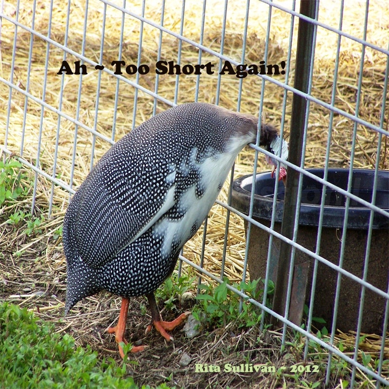 GUINEA HEN - Ah - Too Short Again - 8x10 Photo Print