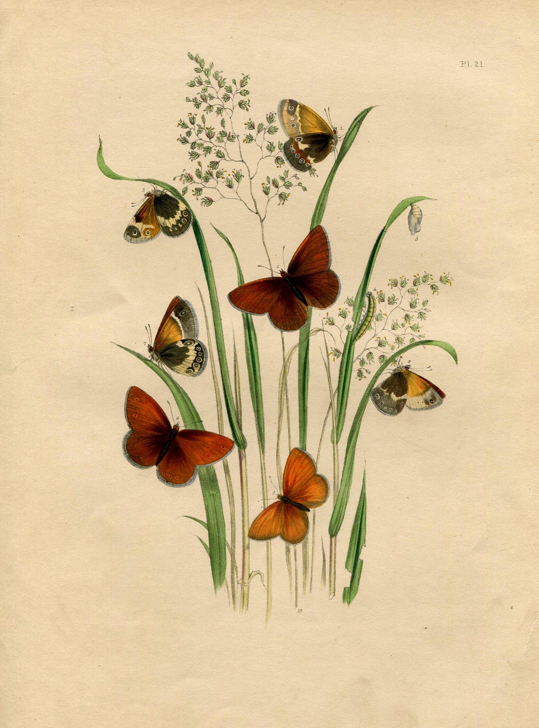 Old 1841 Antique Vintage Original HENRY NOEL HUMPHREYS British Butterflies Hand Colored Lithograph Chromolithograph Bookplate 21