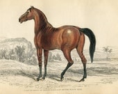 SALE Antique Hand Coloured Bookplate Color Book Plate Vintage Print Engraved Jardine 1840 Naturalists Mammalia Horses Brown Colt Horse 27