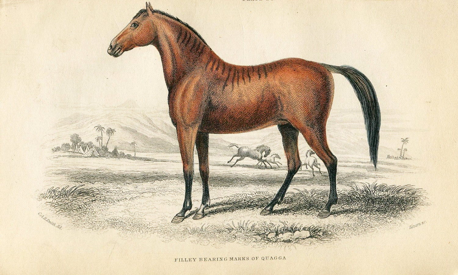 SALE Antique Hand Coloured Bookplate Color Book Plate Vintage Print Engraved Jardine 1840 Naturalists Library Mammalia Horses Brown Filley26