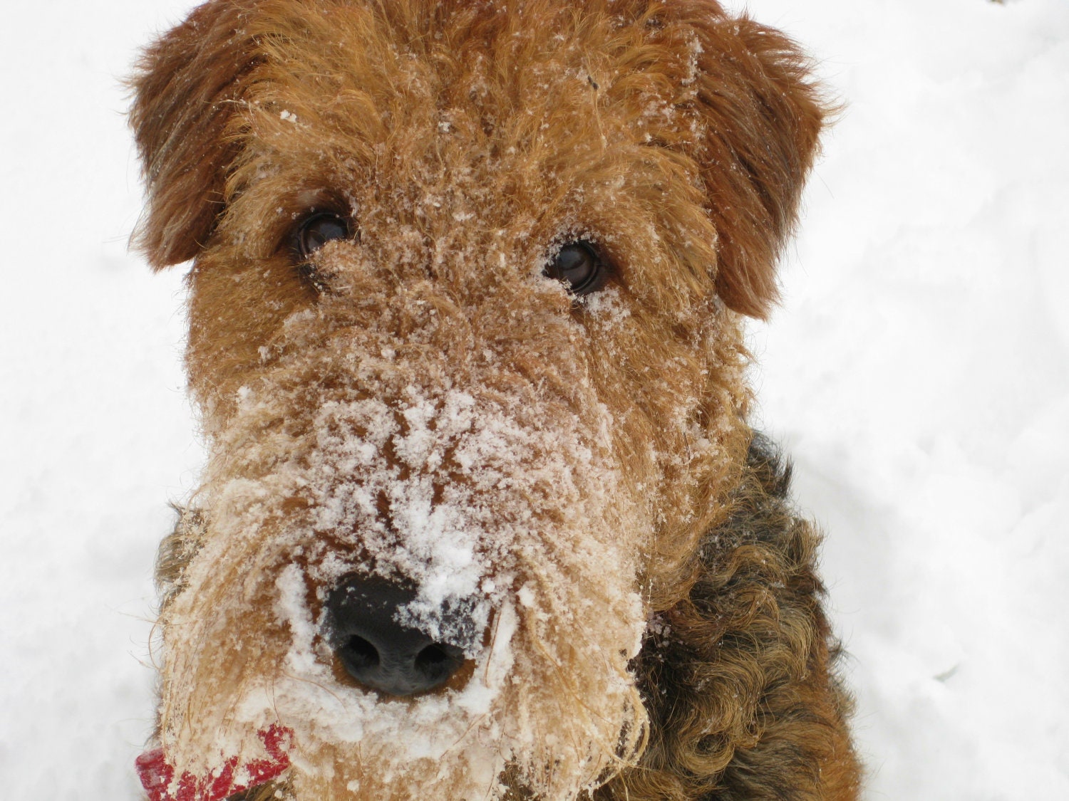 Greeting Card Set of 4 Airedale Terrier Puppy Dog Holiday Card, notecard , greeting card, christmas card, blank photo notecard