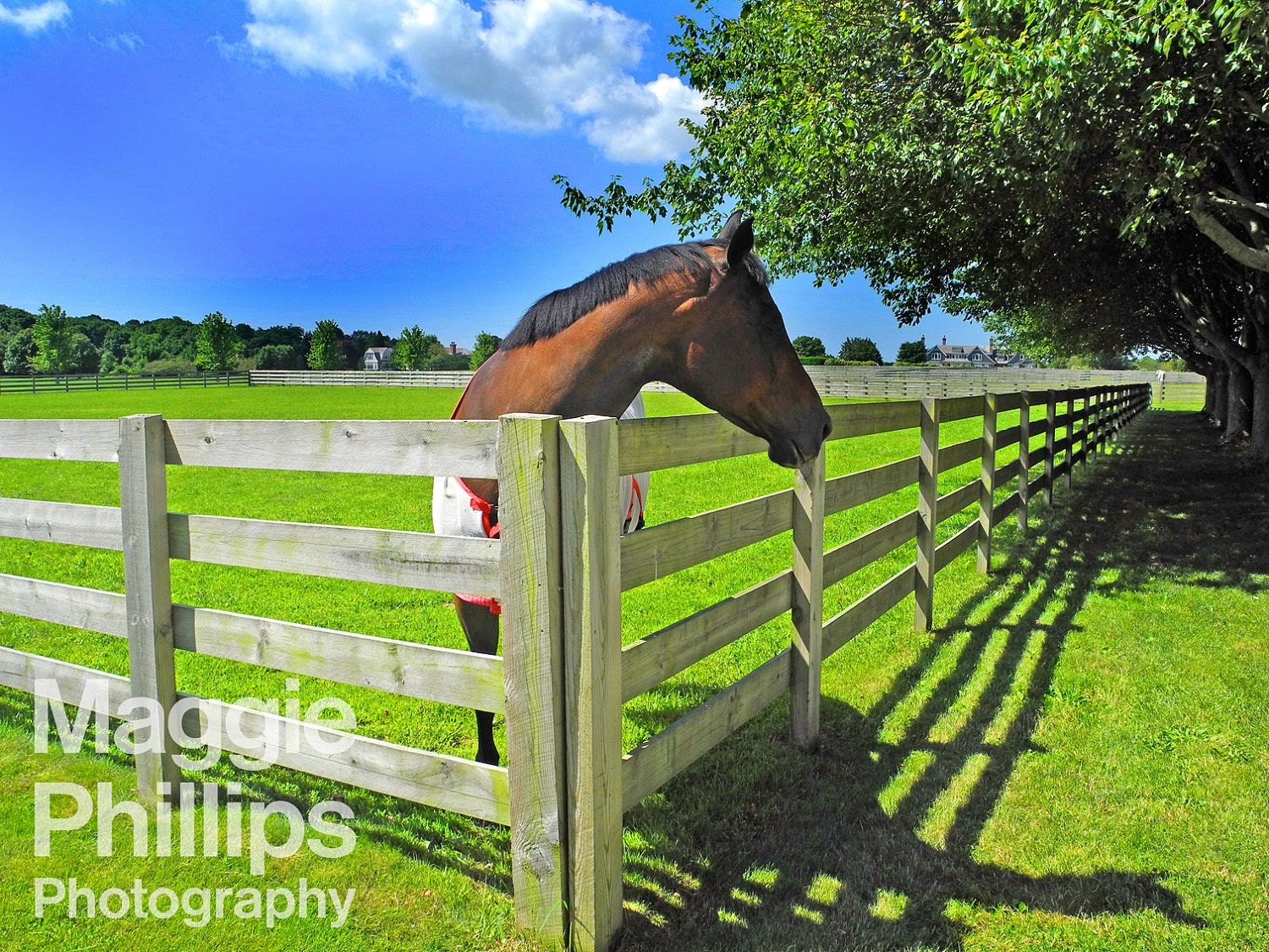 Horse in Hamptons