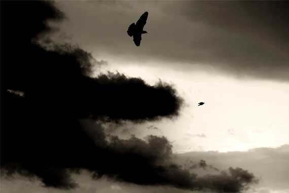 INSTANT DOWNLOAD - Nature photography, sky photography, black and white sky -black clouds and birds photo - Photonshop