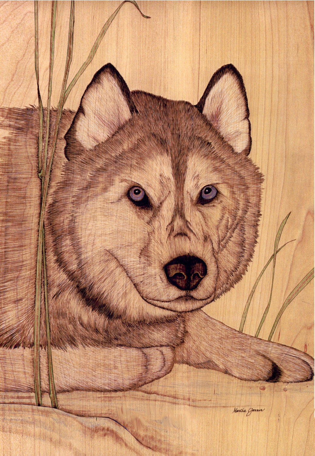 Keen Observer - Siberian Husky DogSled DogMalamuteWolfDog