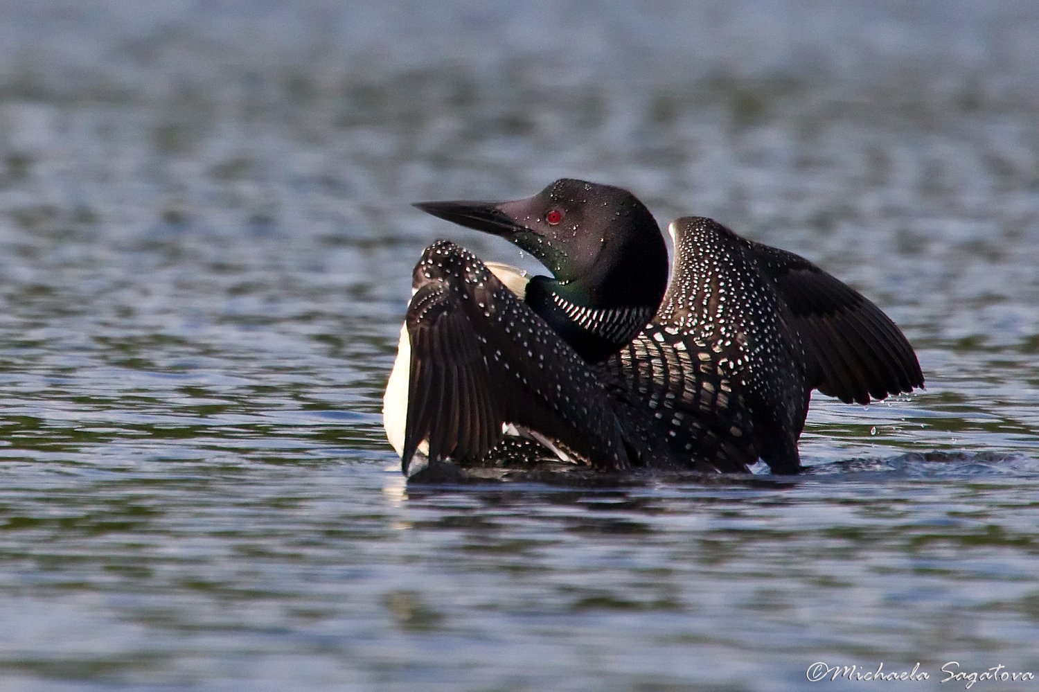 canadian loon