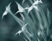 Fine Art Photography Card Macro Photography Flowers Black and White