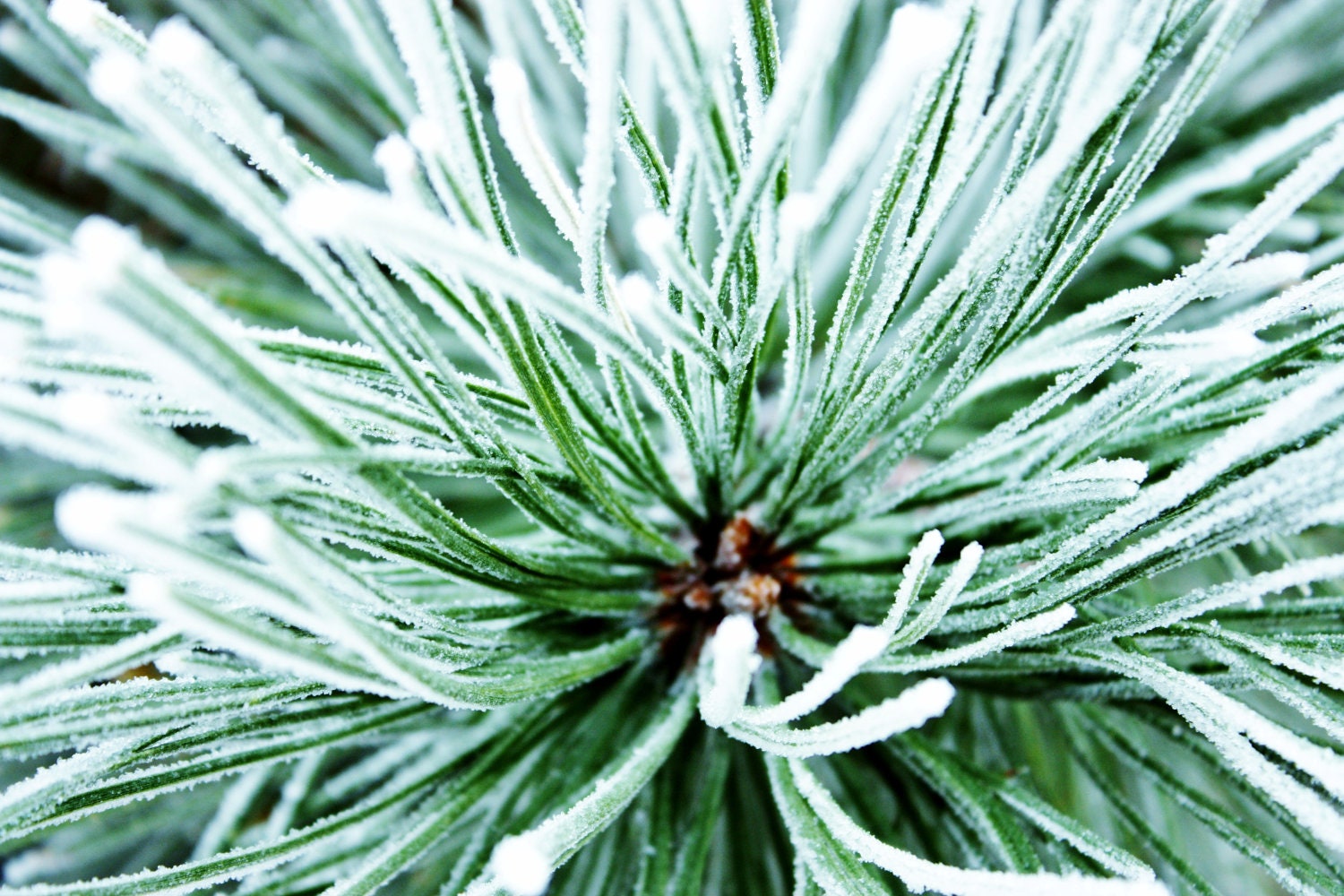 Evergreen Ice Photo, 11x14 Print, Winter, Frost, Shabby Chic, Colorful Wall Art, Unique Gift, Affordable Home Decor, Large Wall Art