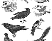 Twisted Papers Vintage Digital Victorian Nature Illustrations, Birds, Collage Sheet TV630