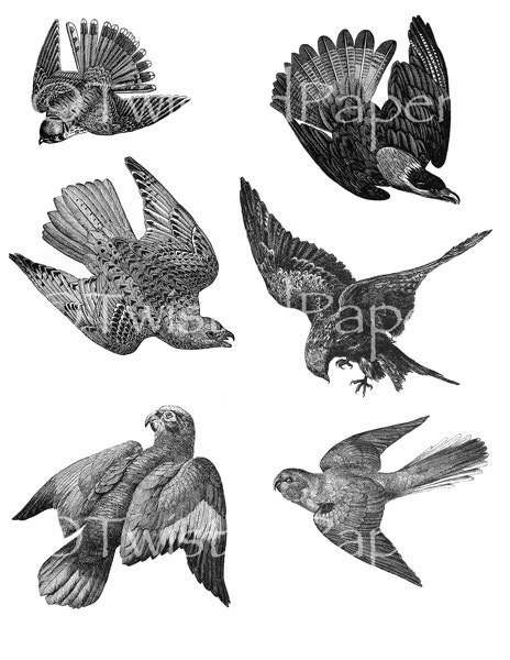 Twisted Papers Vintage Digital Victorian Nature Illustrations, Flying Birds, Collage Sheet TV632