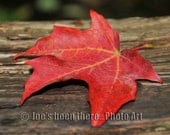 8x10 Red Oak Leaf Print 1, Nature Photography, Autumn, Fall Leaf Photograph, Oil Painting