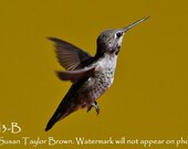 Hummingbird photo, animal photography, hummingbird art, wild bird photo, 5x7 fine art print, bird photography, garden art