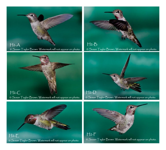 Hummingbird photo note cards, hummingbird card, hummingbird art, photo notecard