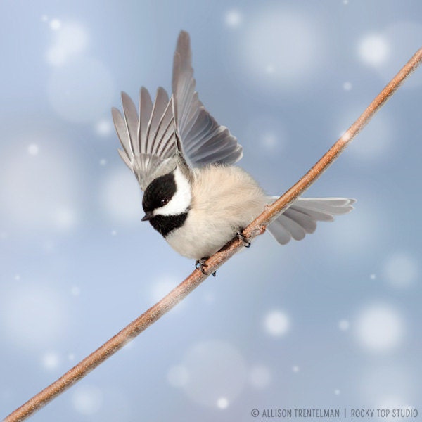 Bird Print - Fine Art Photograph - Winter Photo - Bird Photography - Animal Wall Art - Winter Bird Photo - "Chickadee in Snow No. 5" - RockyTopPrintShop