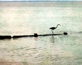 Great Blue Heron Fine Art Photography Bird Seashore Print in Blues, Greens, Honey Gold, Greys - Blurry & Dreamy 16x20 Art For Your Walls