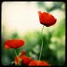 Morning Poppies - 8x8 Fine Art Print - Nature Photography - Red Green TTV - Say It With Flowers - TFTeam - Flower Photograph