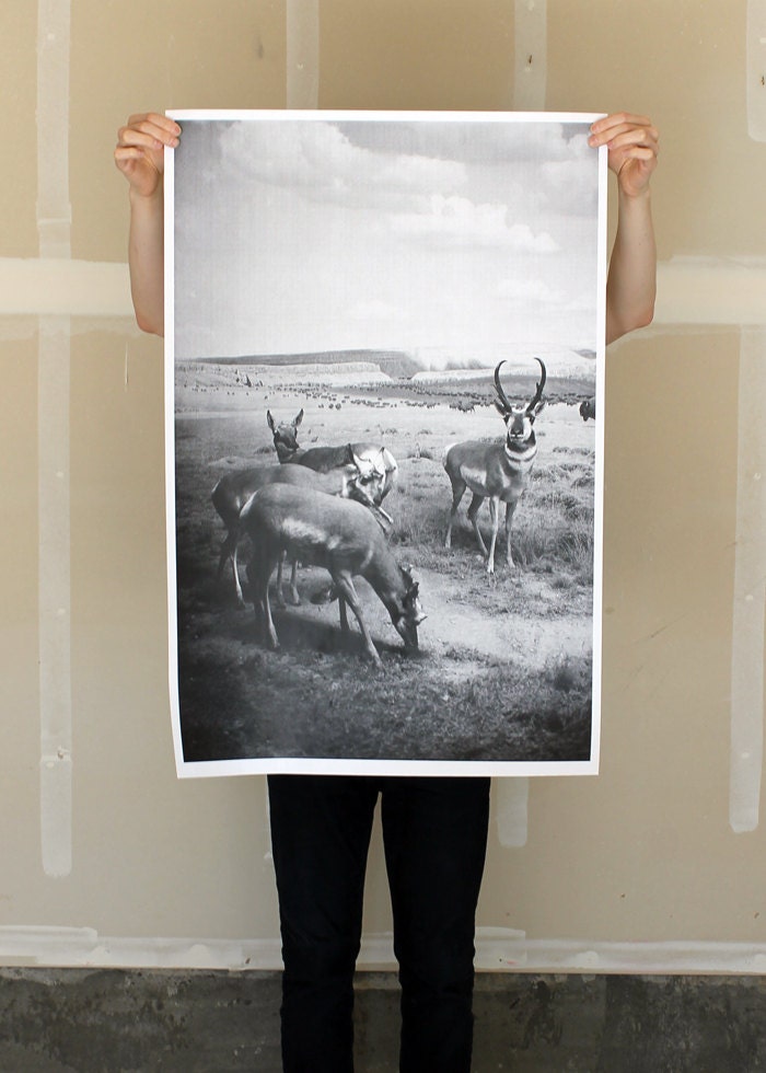 Antelopes - 24x36 Plotter Poster