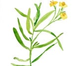 Tarragon art print of  original watercolor painting, herb, botanical, kitchen decor,  peridot green, home decor, minimalist, kitchen art