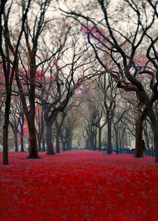 Forever Fall in New York, Autumn  photography, Black Trees and Red leaves - spooky gothic Central Park 5x7 print