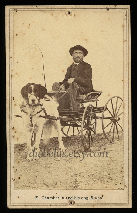 Fantastic CDV Photo / Man in Cart Being Pulled by Large Dog