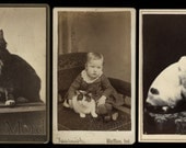 Lot of THREE Excellent CDV Photos of Cats // All Original 1860s 1870s