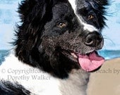 BORDER COLLIE note card "Brody at the Beach" in watercolor style Black & White Hearding Dog blue sky and water a Folding 4x5 Photo Note Card