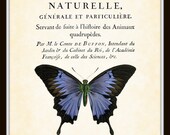 Vintage French Butterfly Collage Plate 21 Art Print 8x10 Natural History Art Home Decor Wall Hanging