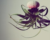 5 OMBRE Jellyfish Air Plant // Hot Pink // Sea Urchin Wedding Favor Decor cute gradient neon color fade flourescent shell hanging art