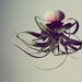5 OMBRE Jellyfish Air Plant // Hot Pink // Sea Urchin Wedding Favor Decor cute gradient neon color fade flourescent shell hanging art