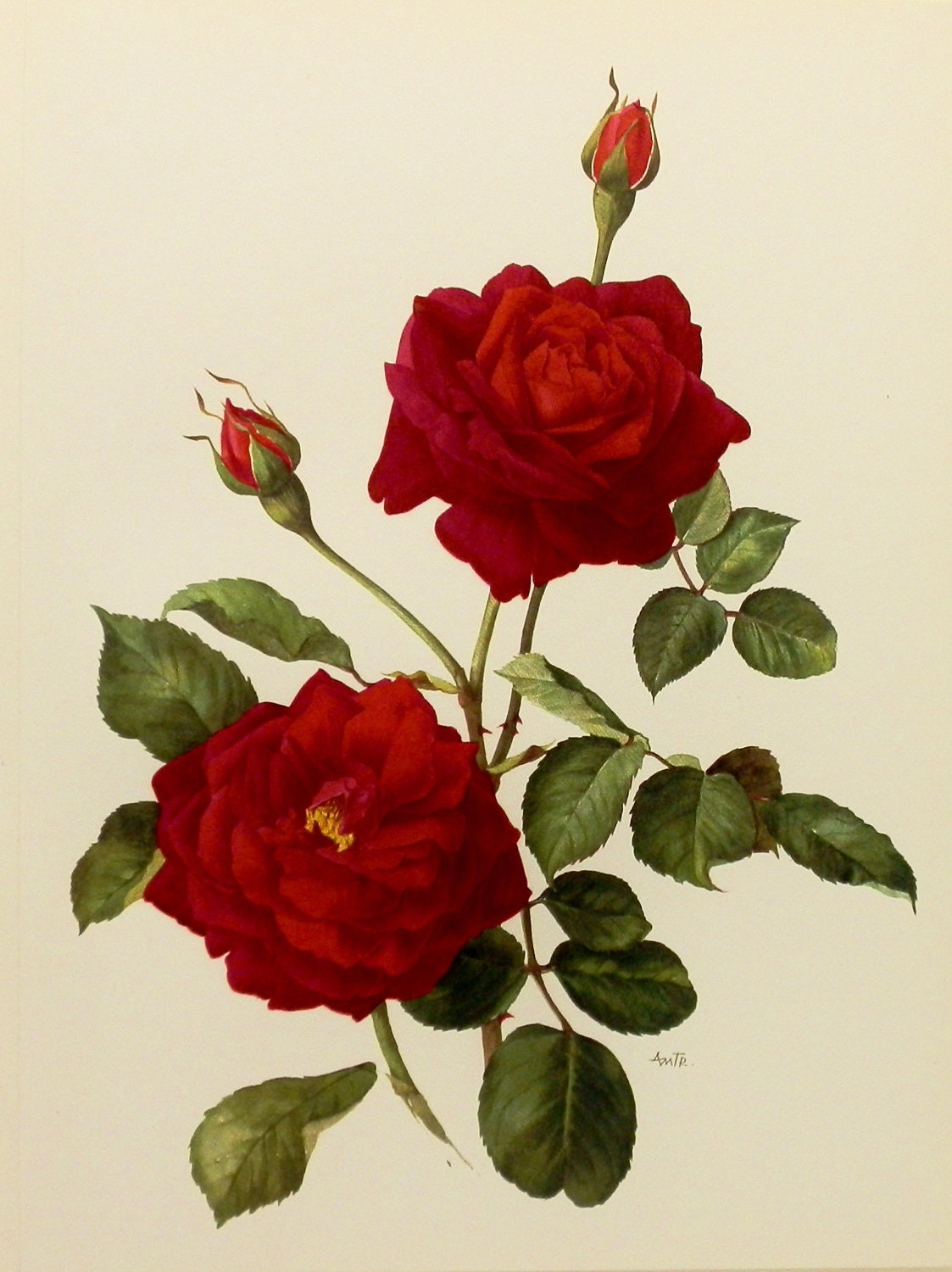 Cottage Chic Decor Rose Botanical Print by ...
