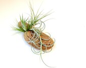 Air Plants on Driftwood: Mounted Tillandsias on Tabletop Garden