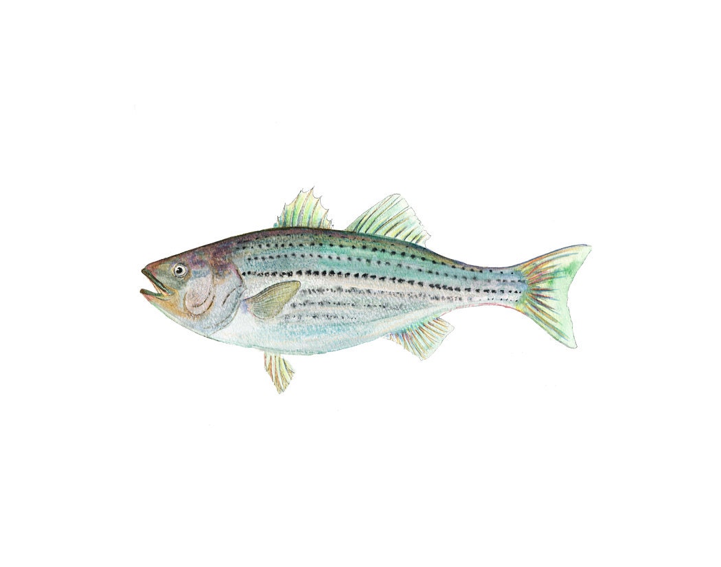 Fish Art - Striped Bass - Wall Art for Men - Gift for Dad - Fisherman Art - Archival Print