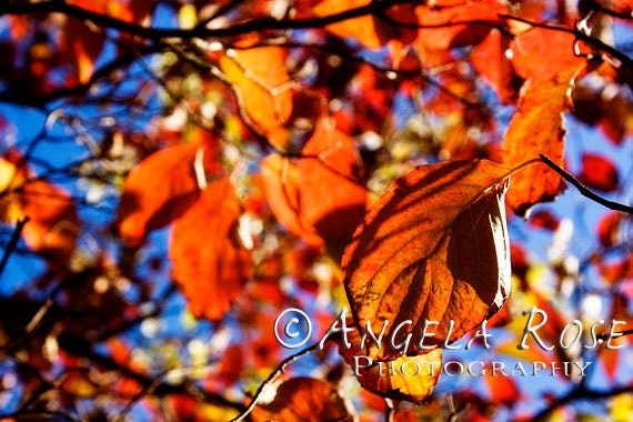 Fall Decor Autumn Leaves Fine Art Photography 8x12 Orange Red Rust Tree Branch Foliage Shadows Sunlit Autumn Afternoon Wall Decor Nature