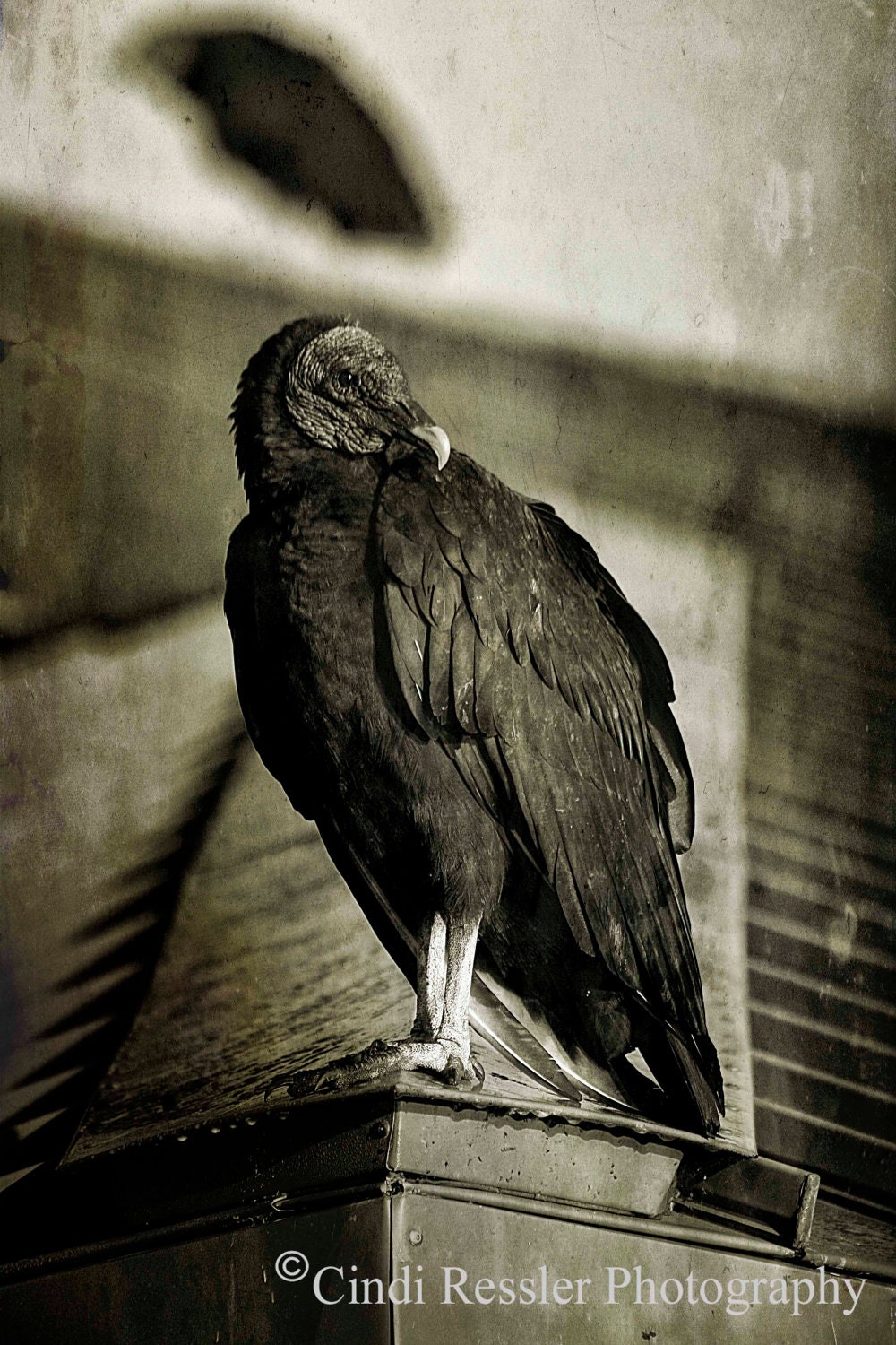 Vultures, 5x7 Fine Art Photography, Bird Photography, Black and White Photography, Nature Photography - CindiRessler