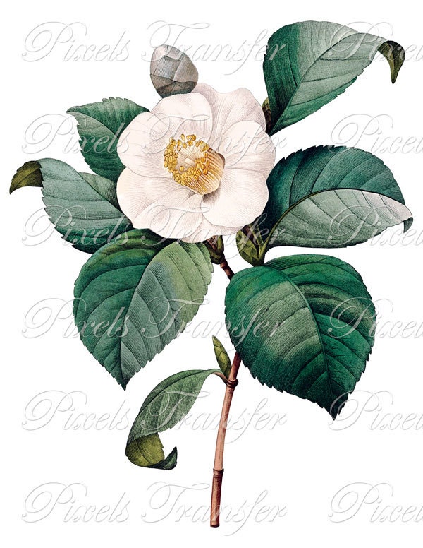 Digital Collage Sheet CAMELLIA digital download white flower wedding clipart Redoute 063