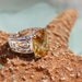 Vintage Sterling Silver 10CT Checkboard Faceted Genuine Lemon Citrine Filigree Ring - Size 6 3/4