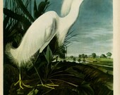 Old 1937 Antique Vintage Book JOHN JAMES AUDUBON Birds of America Bookplate based on Water-color Painting Plate Snowy Egret 242