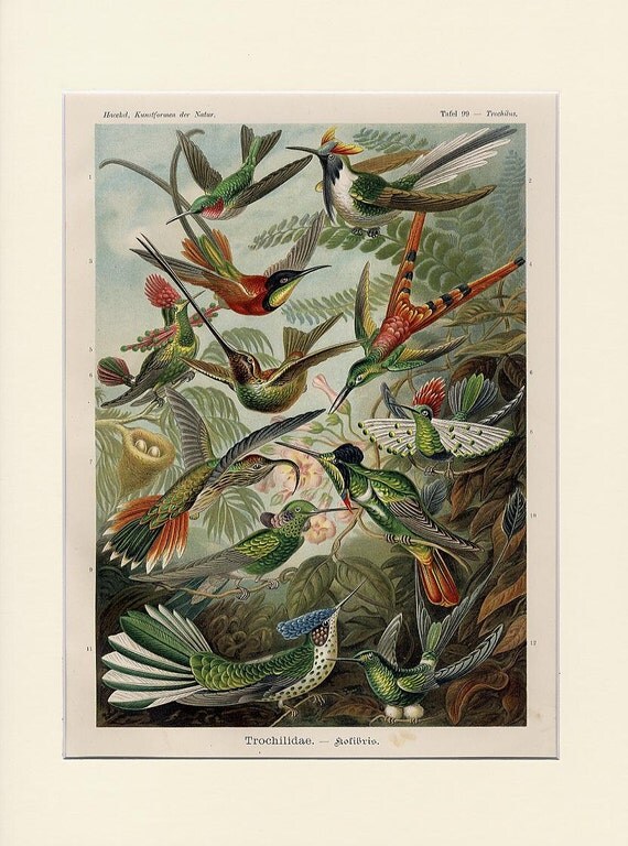 1904 Antique Hummingbird Lithograph Print by Discoverprints