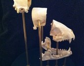 Dissected Raccoon Skull Glass Dome Mount Oddities Taxidermy