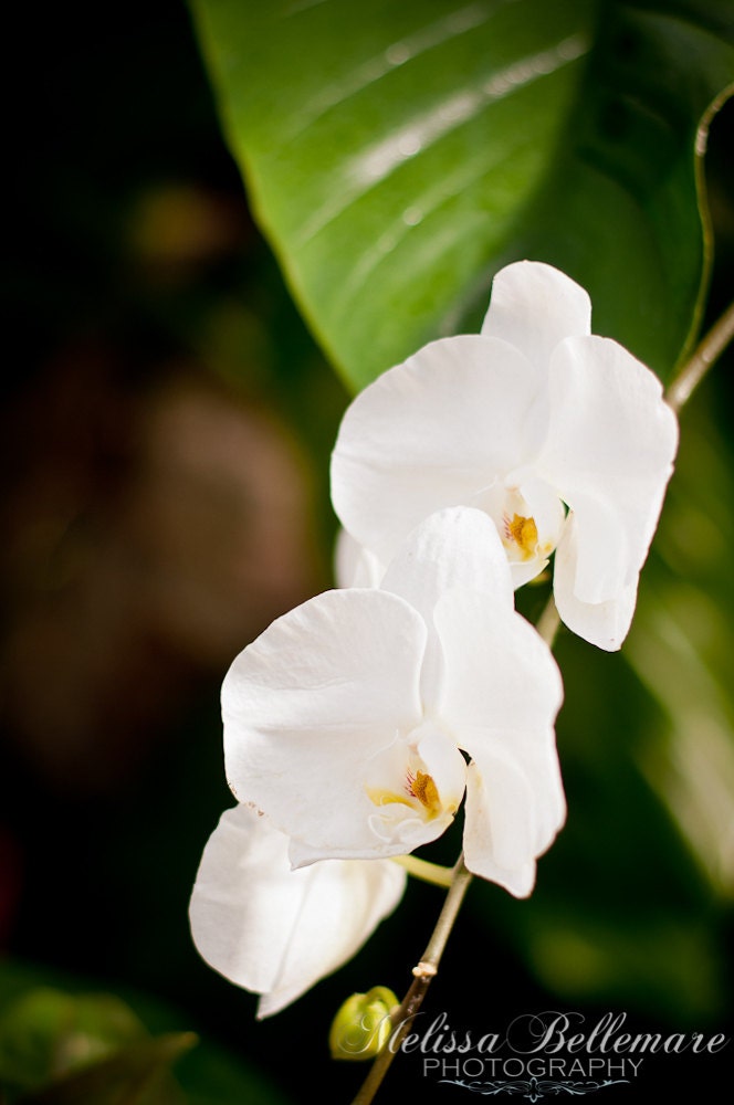 Photographic Print "Little White Flowers"