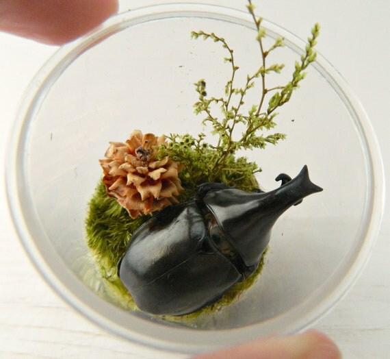Bug Terrarium Kit for Kids Real Dried by TheAmateurNaturalist